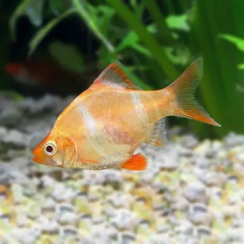 Tiger Barb albino