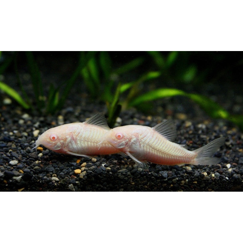 Albino Cory Catfish “Corydoras aeneus”