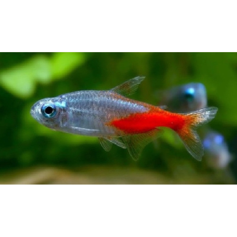 Diamond Head Neon Tetra “Paracheirodon innesi”