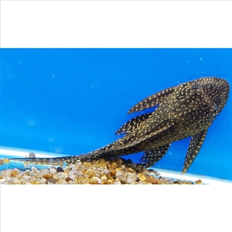 Goldspot Pleco – Catfish (No Online Purchases)