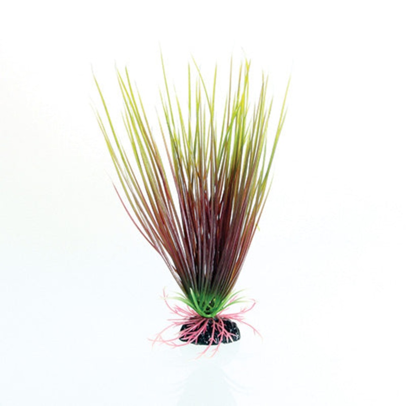 Red/Green Hairgrass – 8″ Aquarium Plant