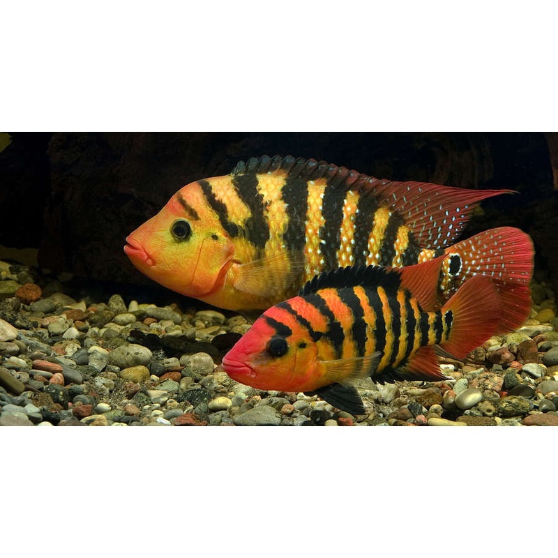 Red Terror Cichlid “Amphilophus festae”