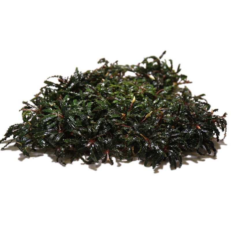 Bucephalandra Belindae