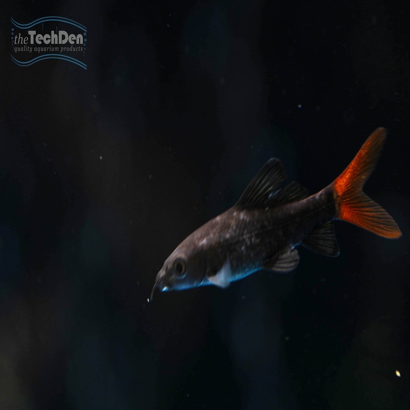 Red Tail Shark – (No Online Purchases)