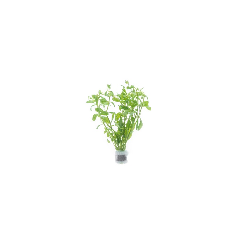 Ammannia Sp. Sulawesi