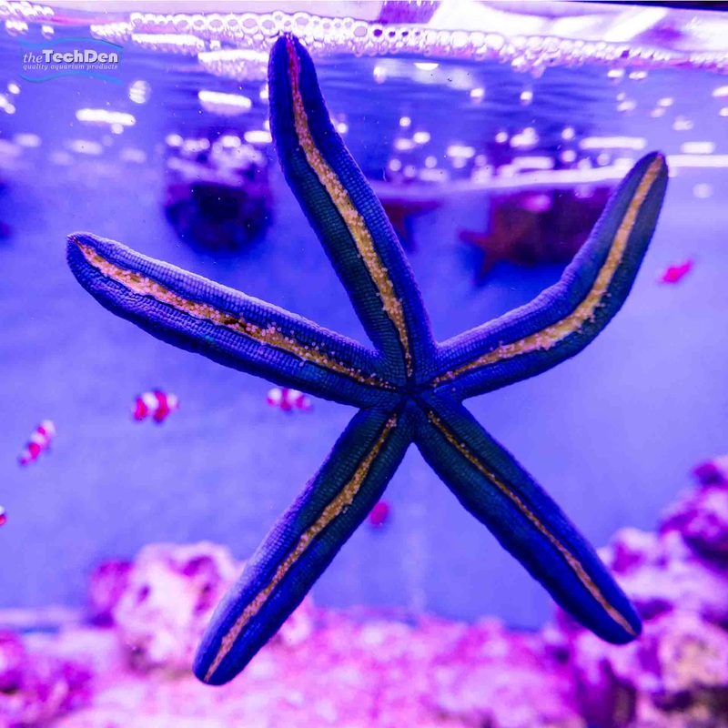 Blue Starfish – (no Online Purchases)