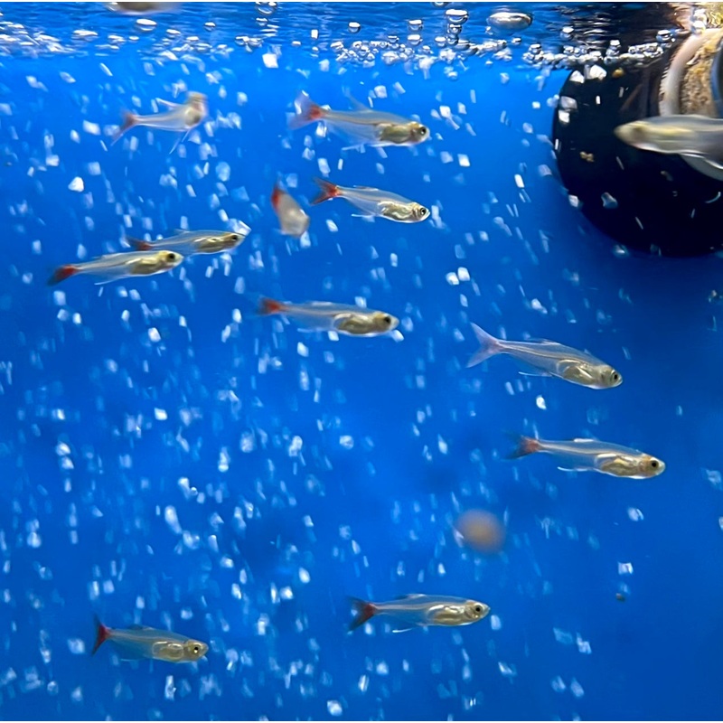 Glass Bloodfin Tetra – (No Online Purchases)