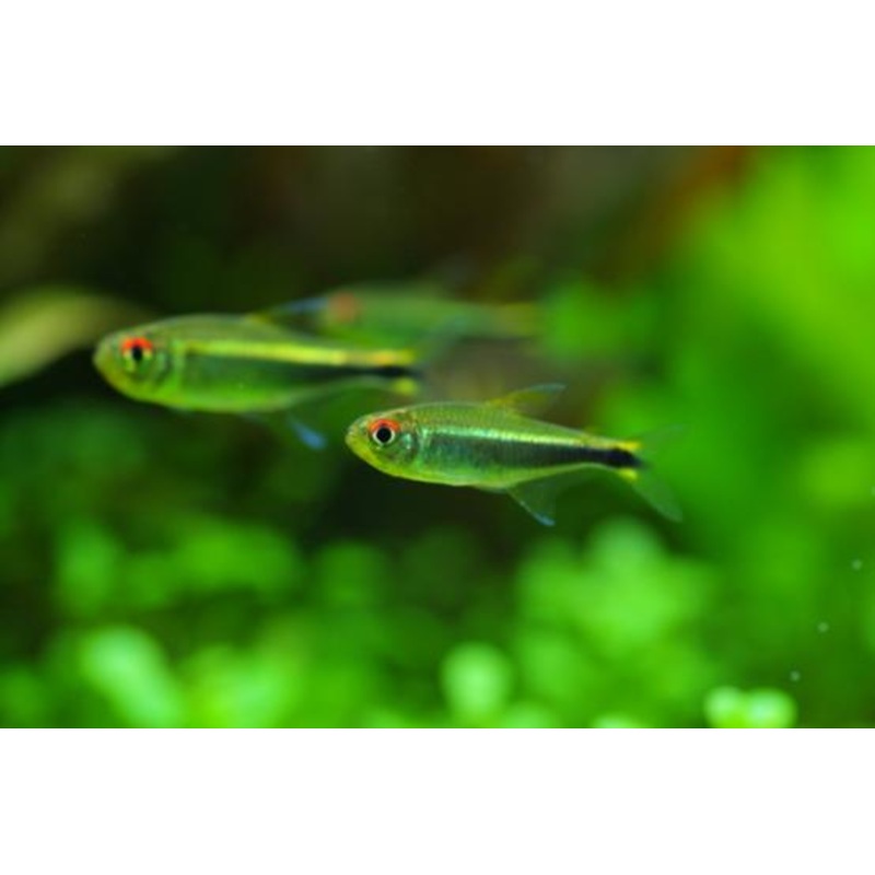 Purple Emperor Tetra