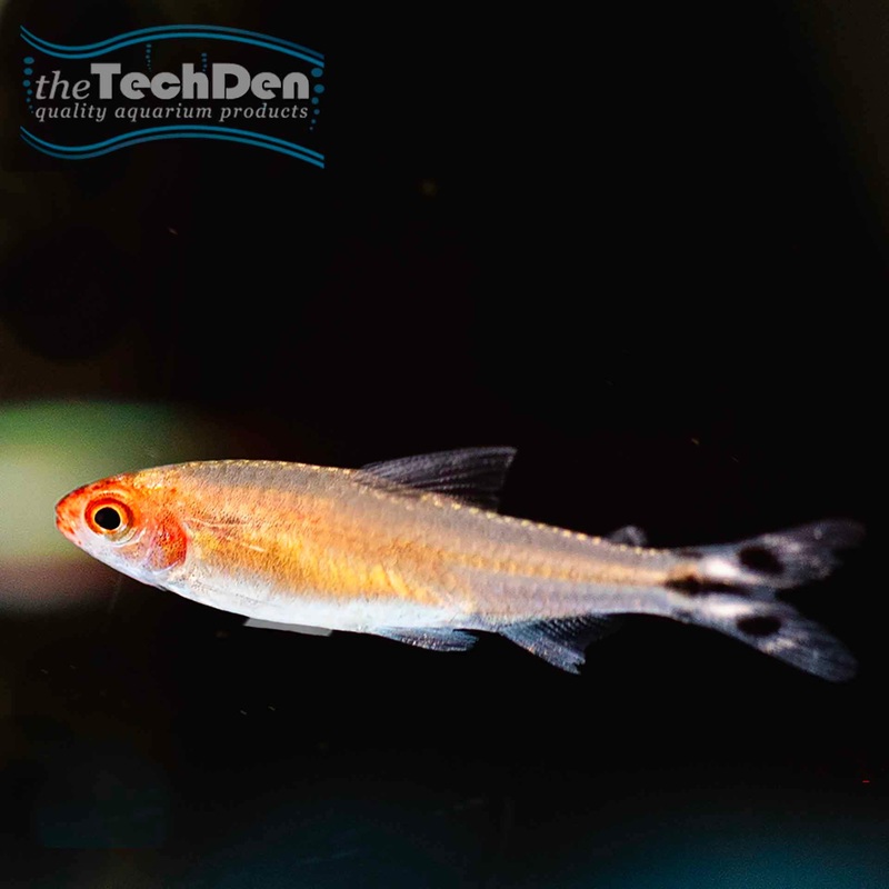 Rummy Nose Tetra – (No Online Purchases)