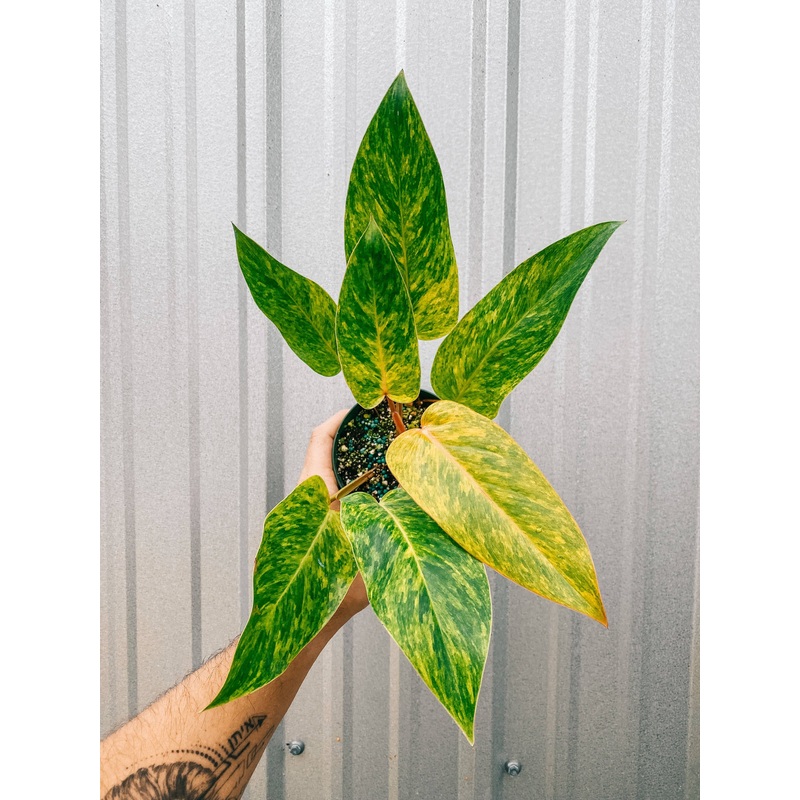 4″ Philodendron ‘Painted Lady’