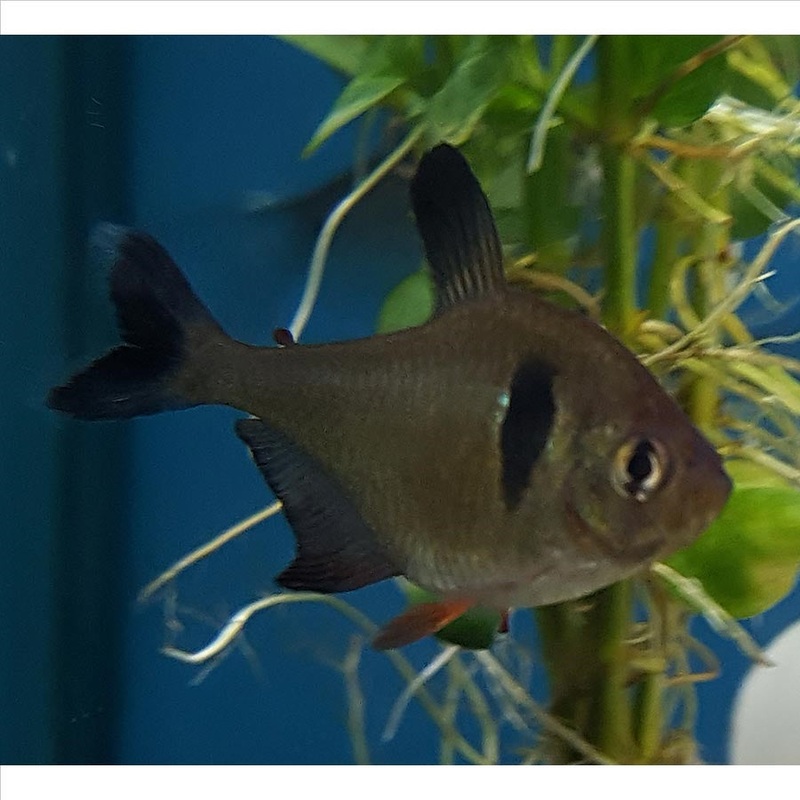Black Phantom Tetra – (No Online Purchases)