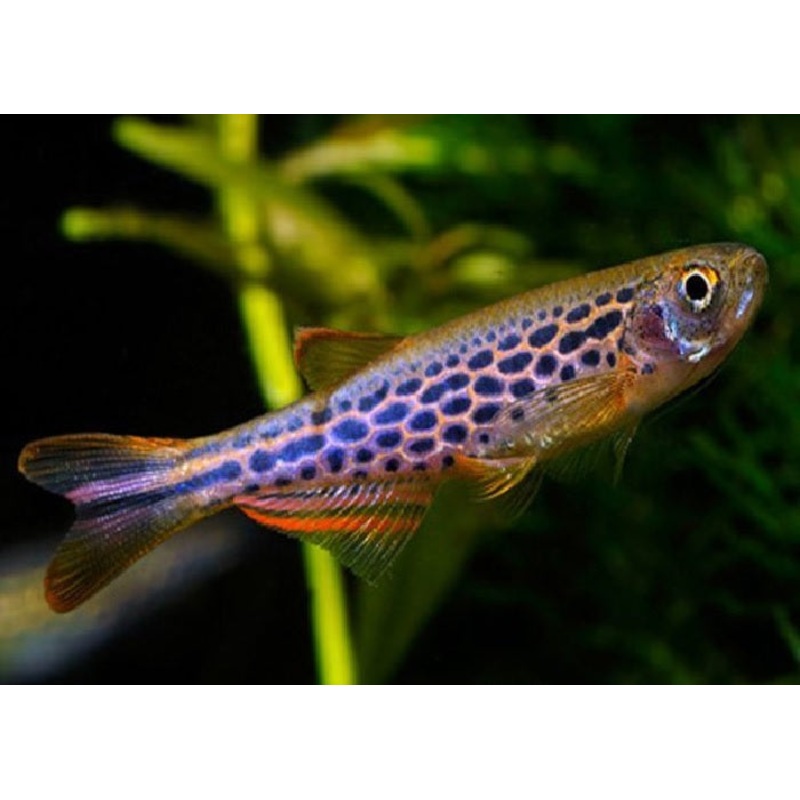 Leopard Danio “Danio frankei”