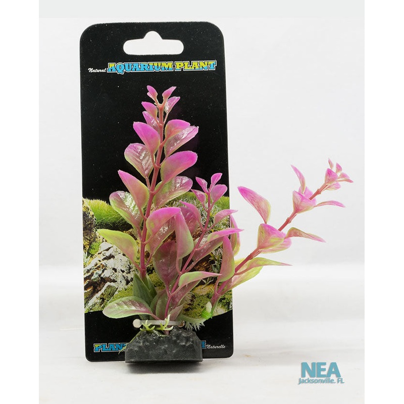 Moneywort Decorative Aquarium Plant