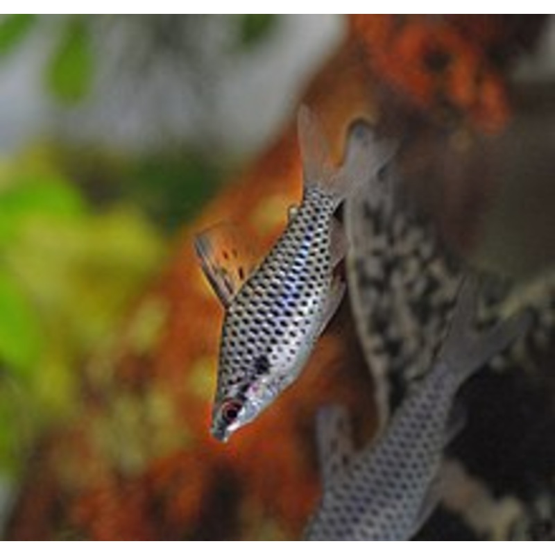 Spotted Headstander – (chilodus punctatus)