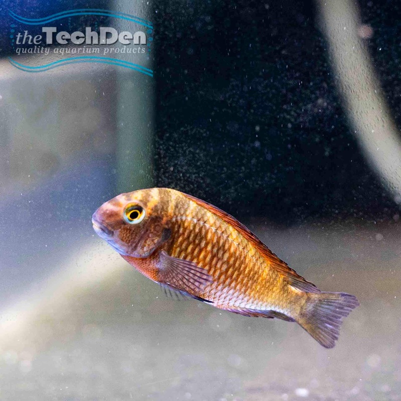 Tropheus Moliro – (No Online Purchases)