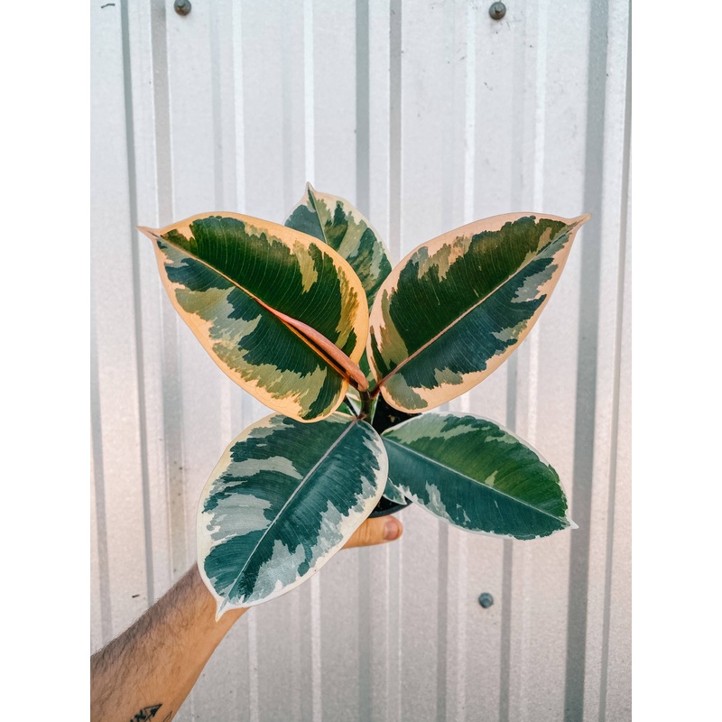 4″ Ficus Tineke