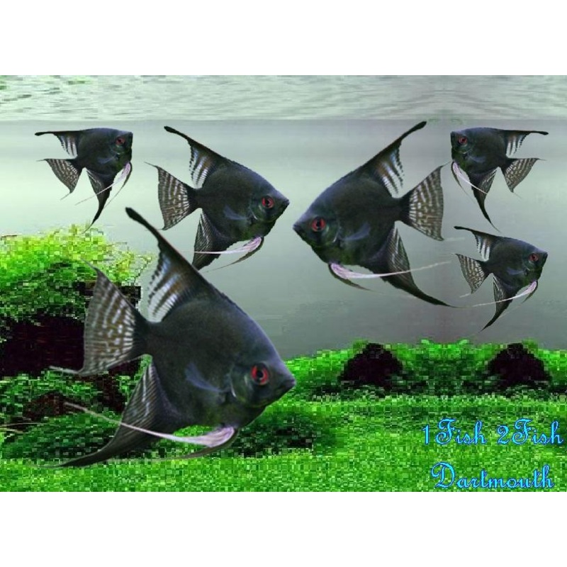 Black Angelfish “Pterophyllum Scalare”