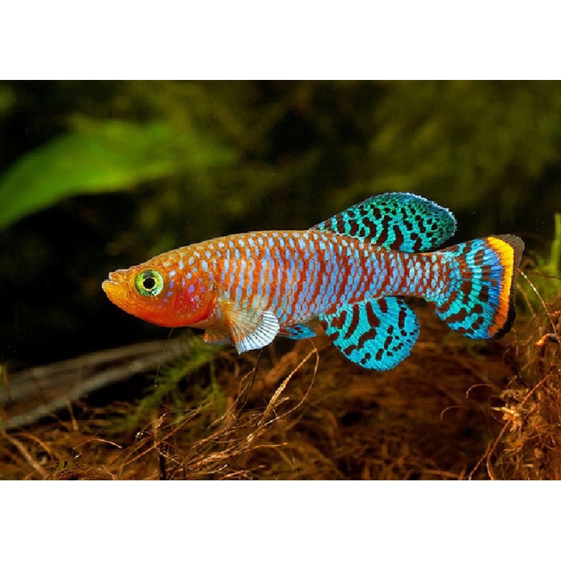 Bluefin Notho Killifish “Nothobranchius rachovi “