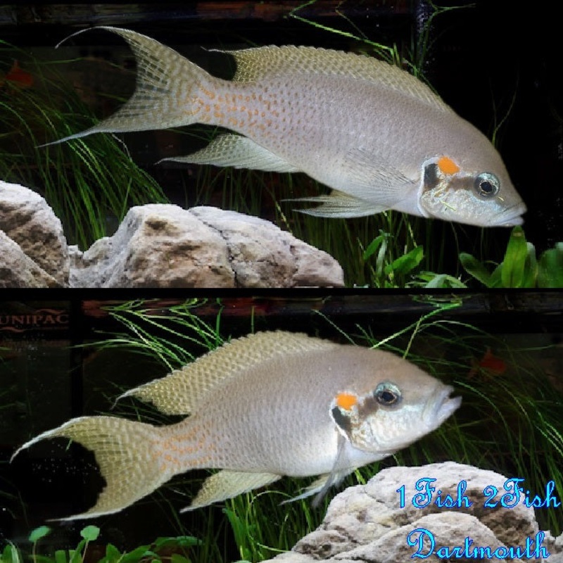 Brichardi Cichlid “Neolamprologus Bichardi”