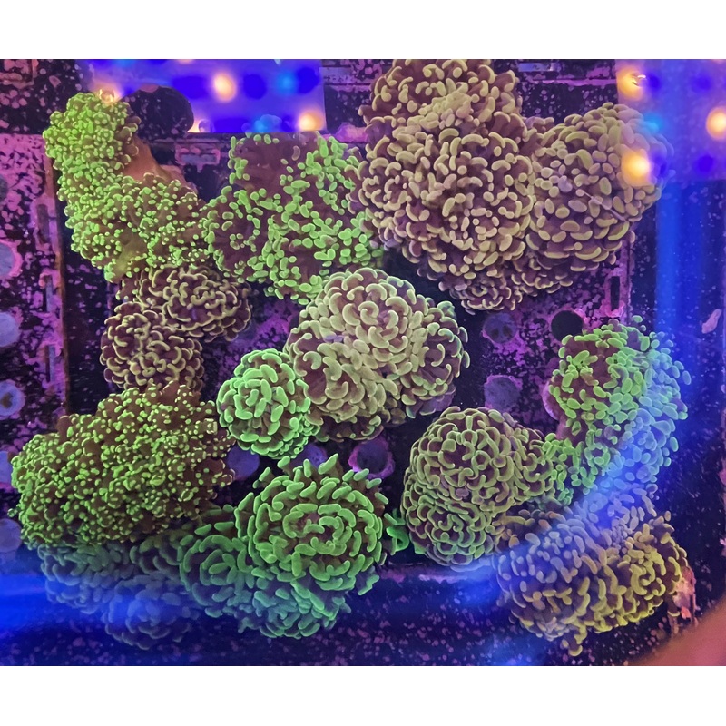 $50 Assorted Euphylia