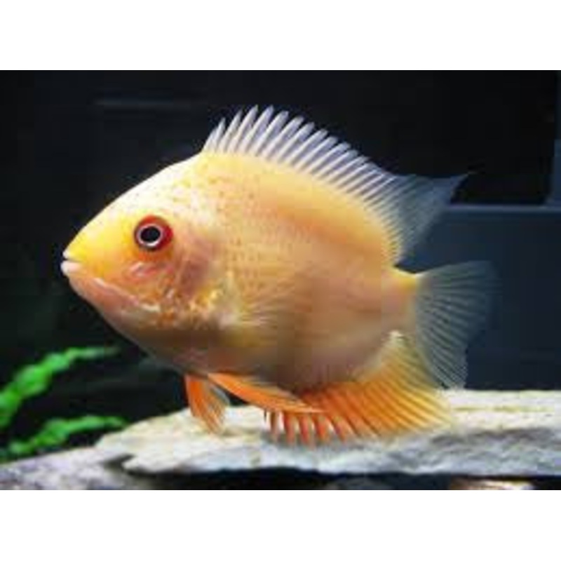 Gold Severum “Heros Efasciatus”