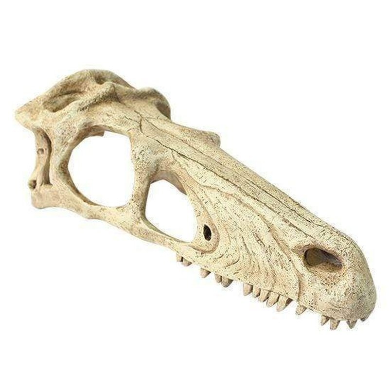 Komodo Raptor Skull