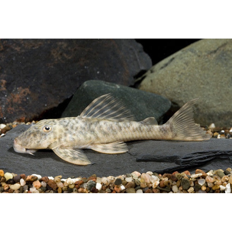 L127 – Mottled Acanistrinae Pleco – “Ancistrinae sp.”