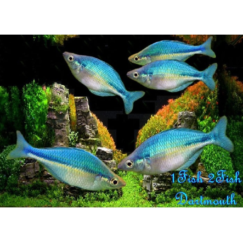 Blue Rainbowfish “Malanotaenia lacustris”
