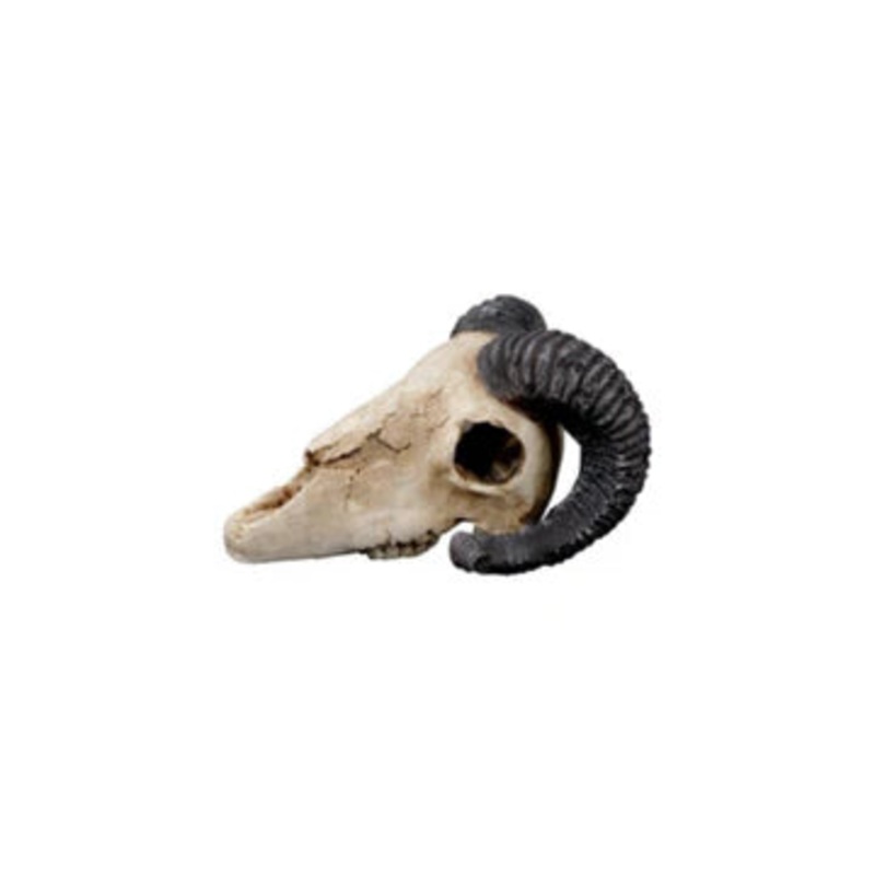 Goat Skull Decor 19.51712cm
