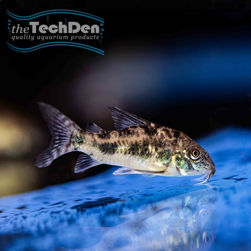 Peppered Corydoras (No Online Purchases)