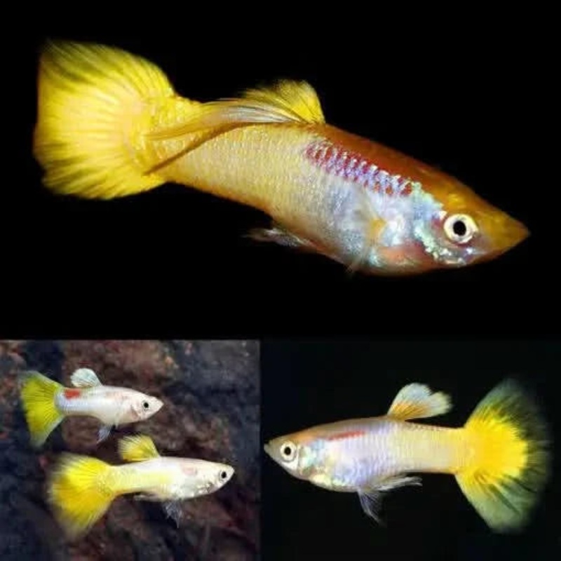 Yellow micariff Guppy Pair