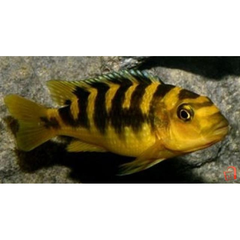 Bumblebee African Cichlid – “Pseudotropheus crabro”