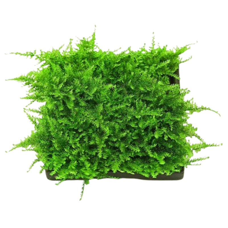 Christmas Moss