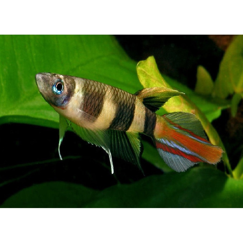 Clown Killifish “Aplocheilus annulatus”