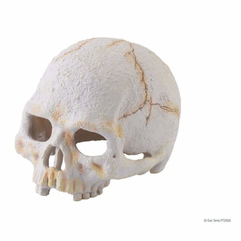 Exo Terra Primate Skull Small