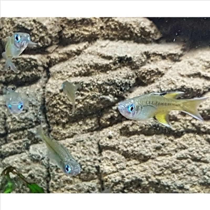 Pacific Blue Eyes – (No Online Purchases)