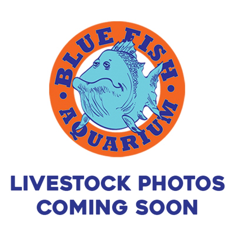 Black Angelfish – Jumbo