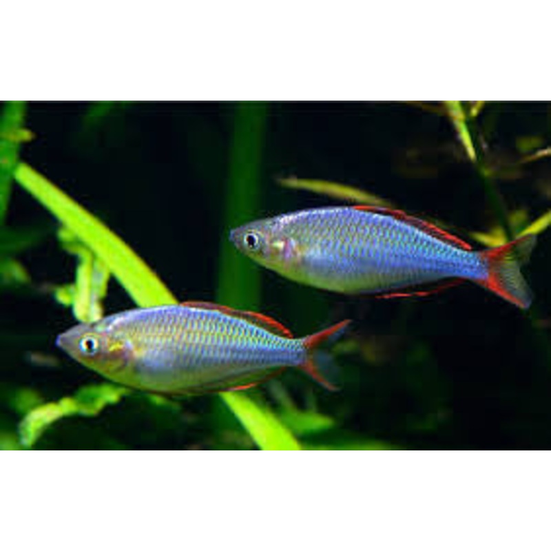 Dwarf Neon Rainbow “Melanotaenia praecox”