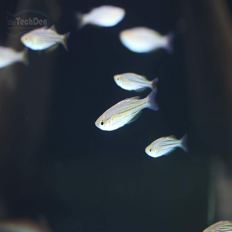 Maccullochi Rainbow – (No Online Purchases)