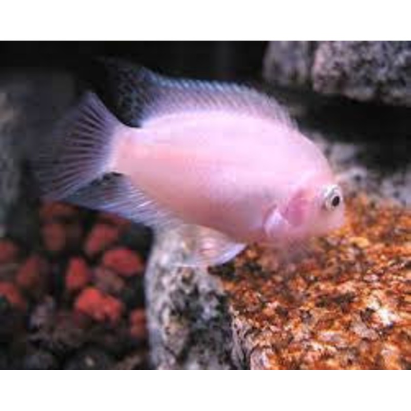 Pink Convict Cichlid “Archocentrus nigrofasciatus”