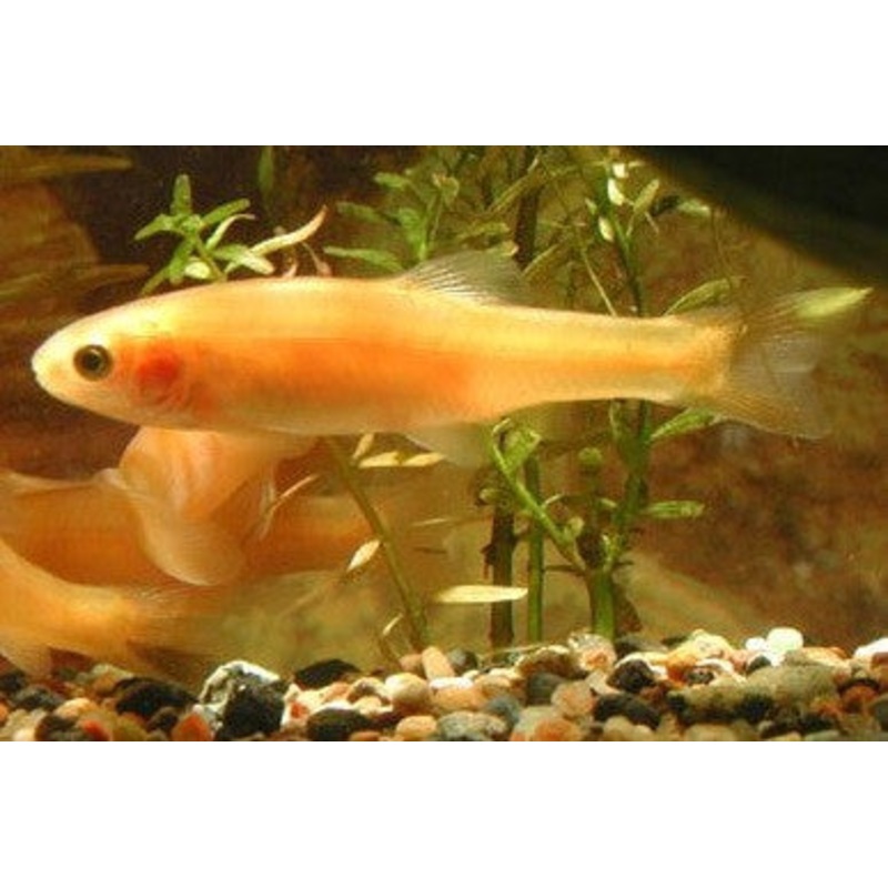 Rosy Red Minnow “Pimephales Promelas”