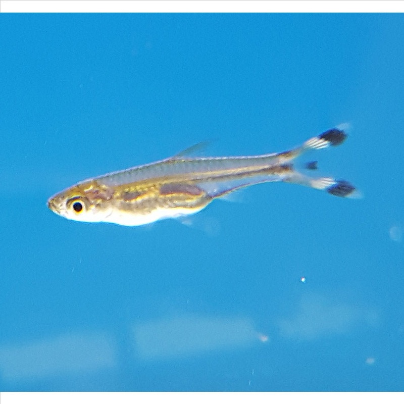 Scissor Tail Rasbora – (No Online Purchases)