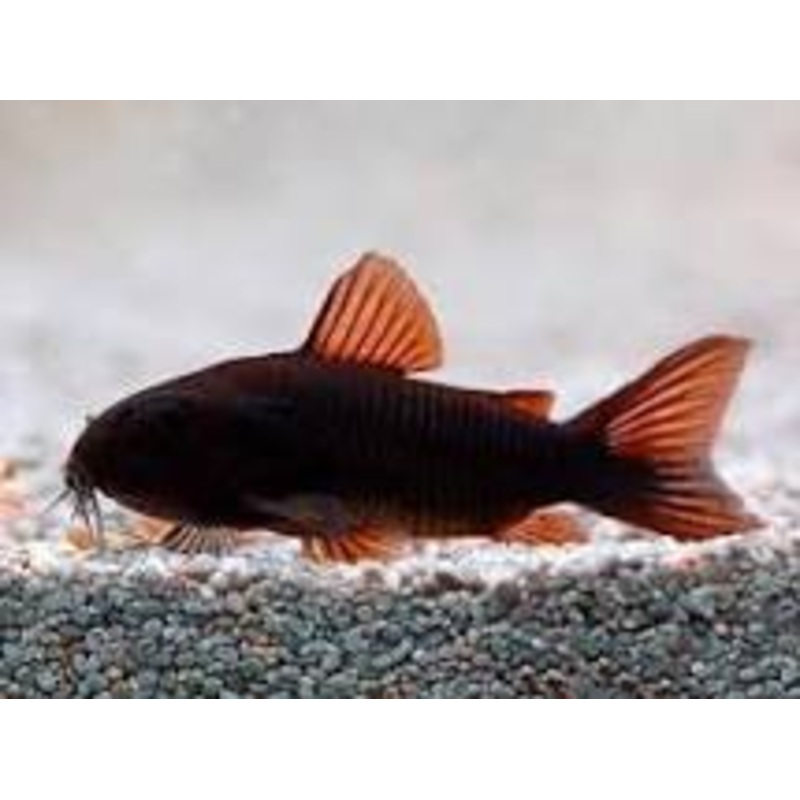 Black Venezuelan Corydoras