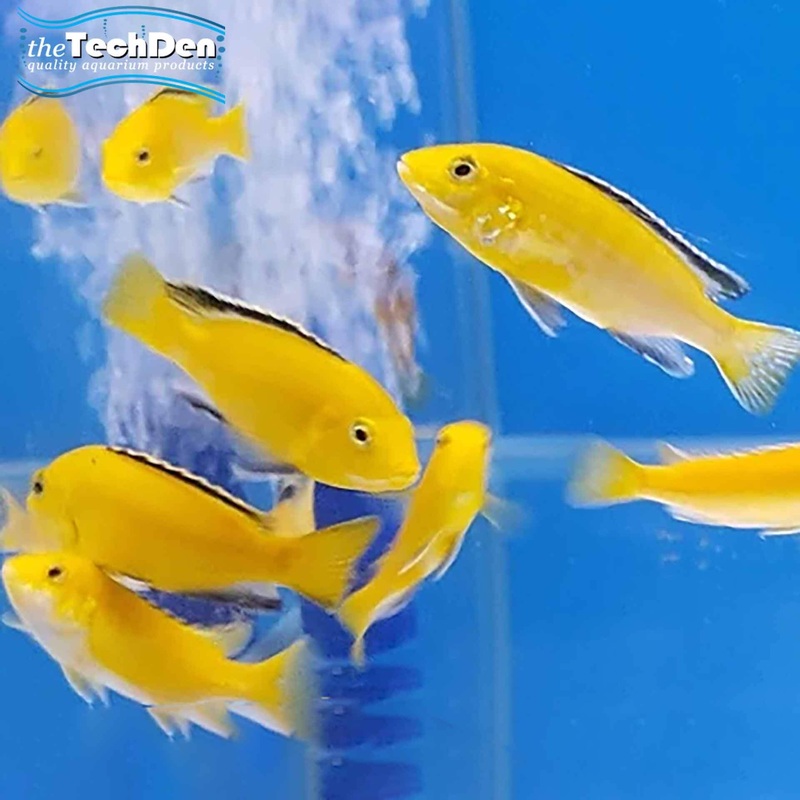 Electric Yellow / Labidochromis – (No Online Purchases)