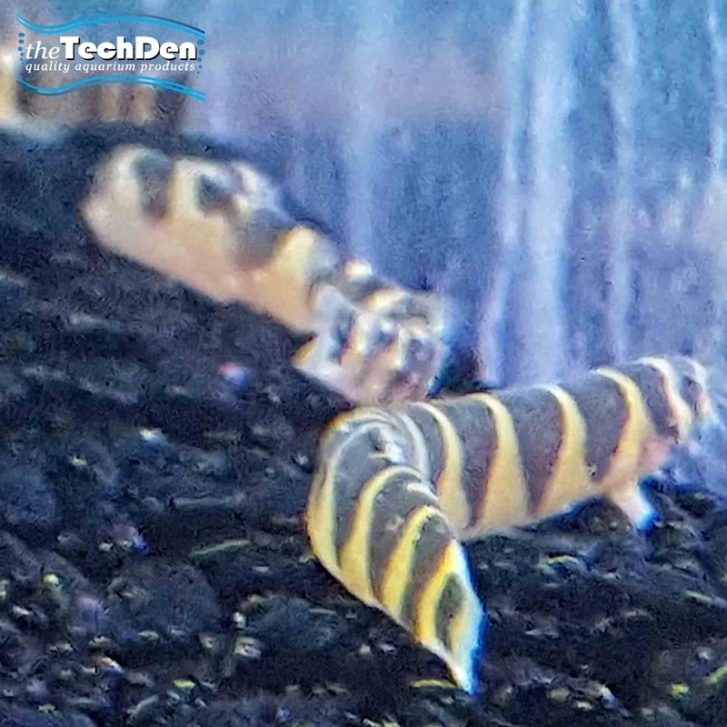 Kuhli Loach – (No Online Purchases)