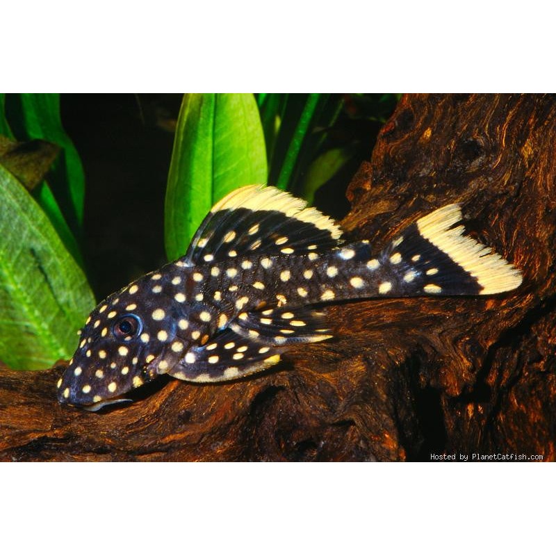 L177 – Yellow Seam Gold Nugget Pleco – “Baryancistrus xanthellus”