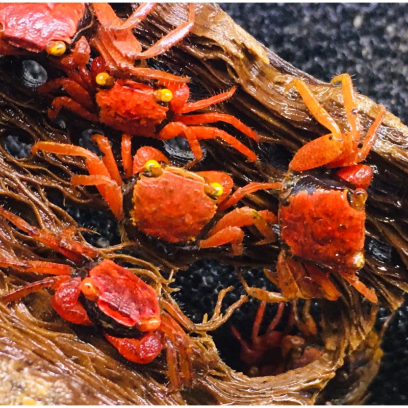 Geosesarma spp (Red Ruby Carnival Vampire Crab)