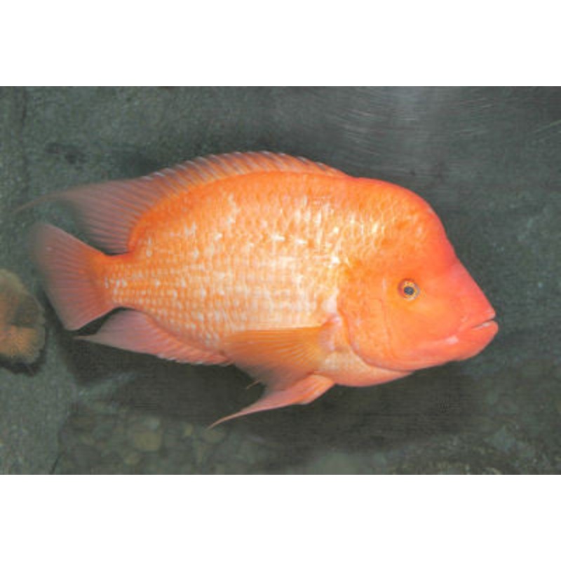 Midas Cichlid – “Amphilophus citrinellus”