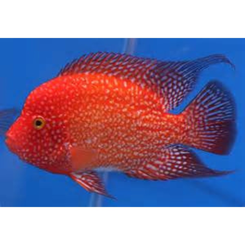 Red Texas Cichlid “Herichthys carpinte”