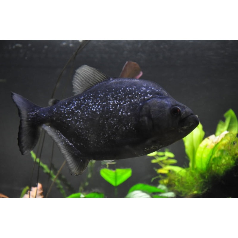 Black Piranha